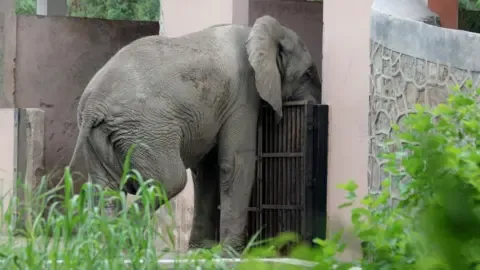 Isolated Life and Demise of Delhi’s Lone Elephant from Africa